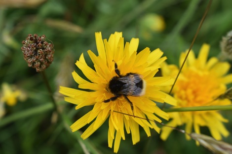Bumblebee on yellow dandelion flower
